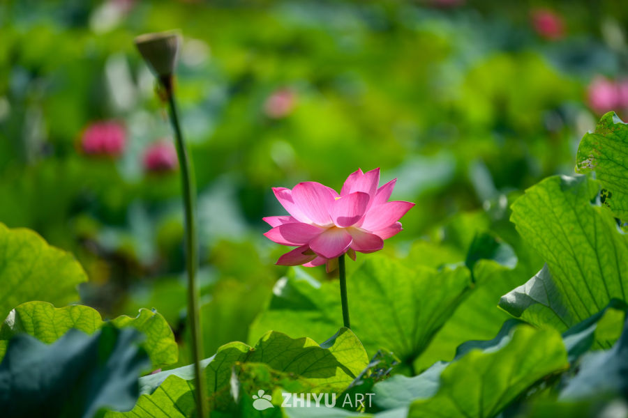 夏日荷花盛开 6
