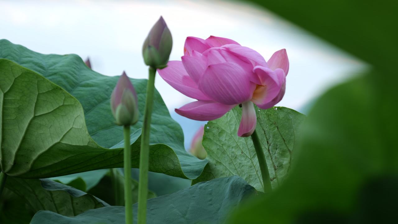 荷花 13