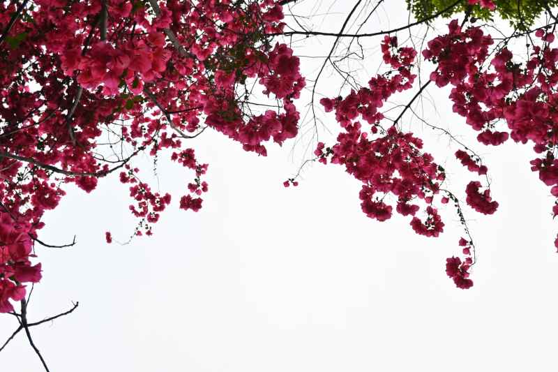 花 4