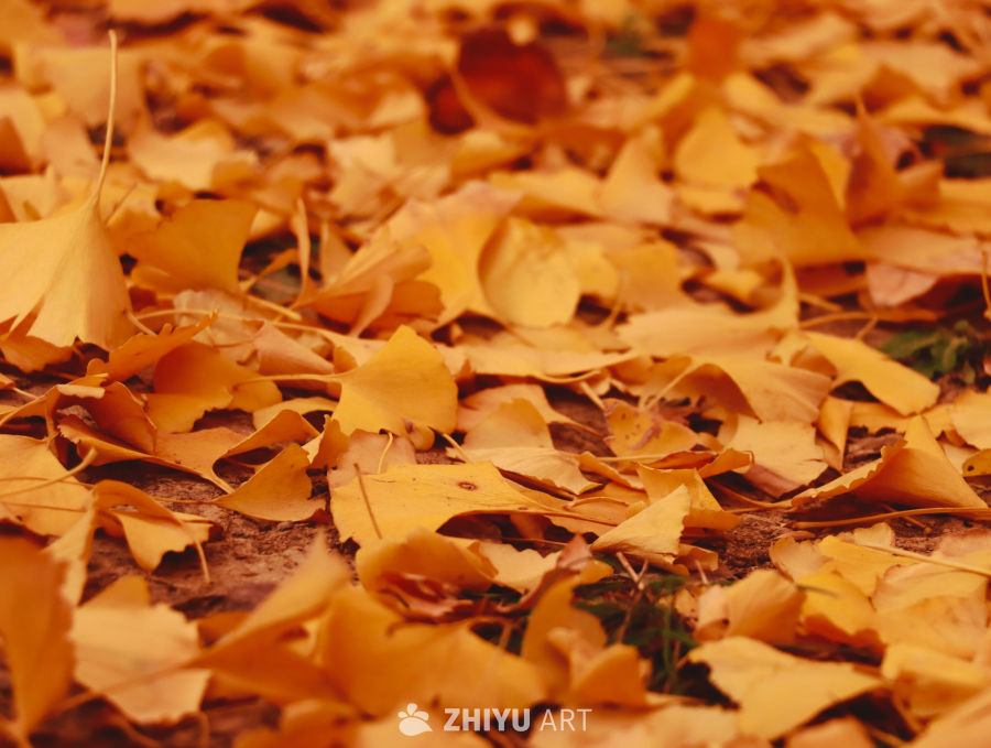 黄叶满地迎冬日，清新背景素材