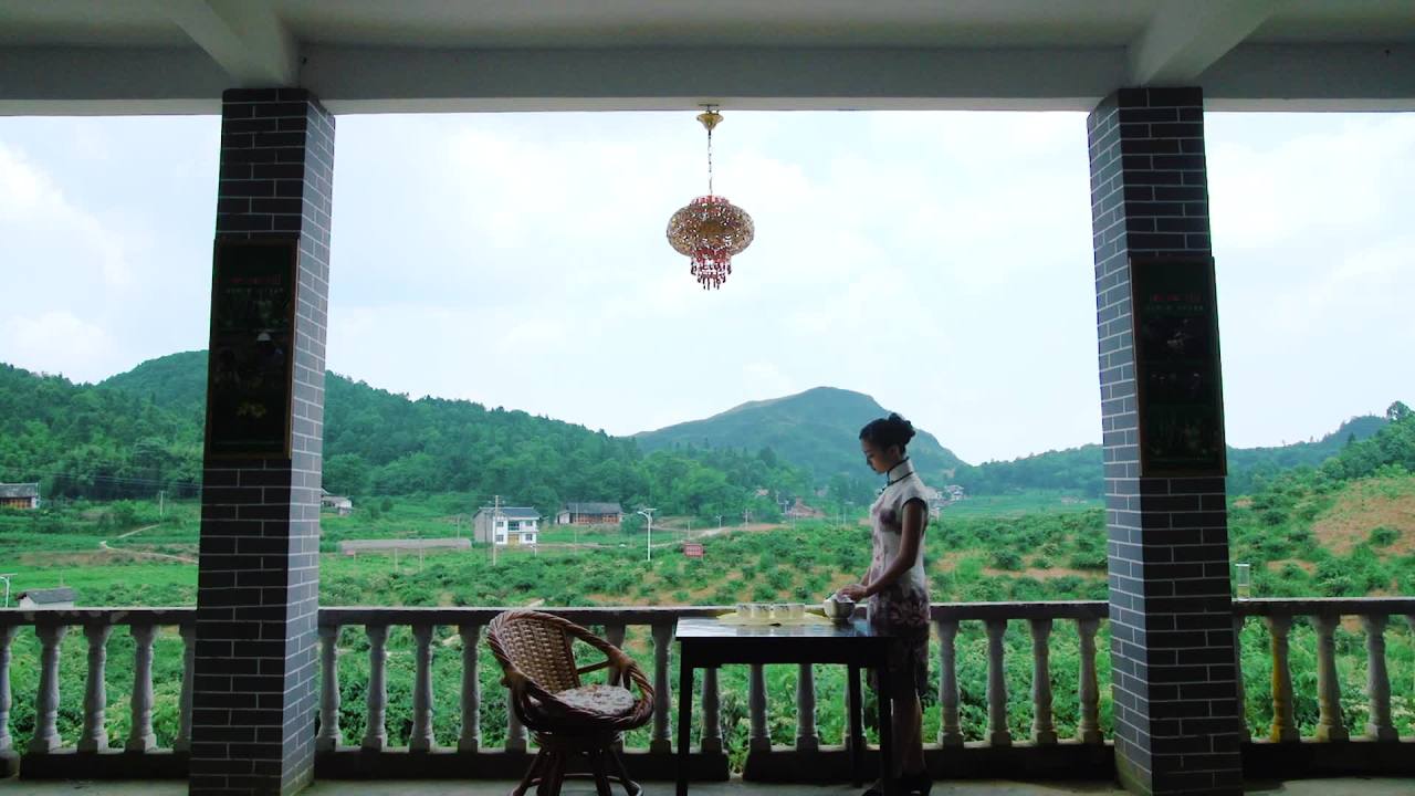 金银花茶素材