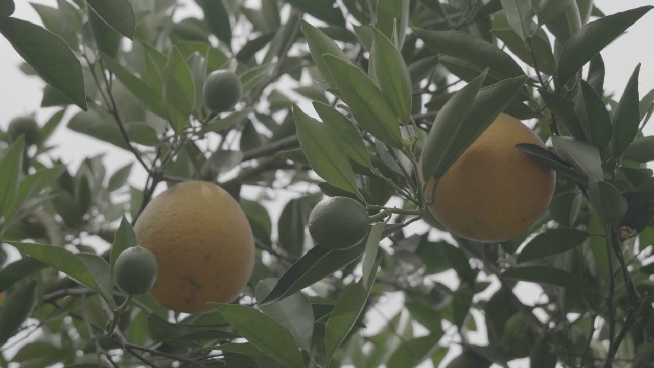 采摘橙子的宁静时光