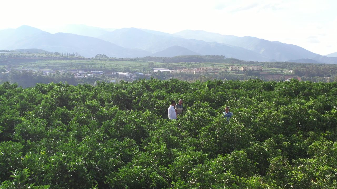 城市、稻田 24