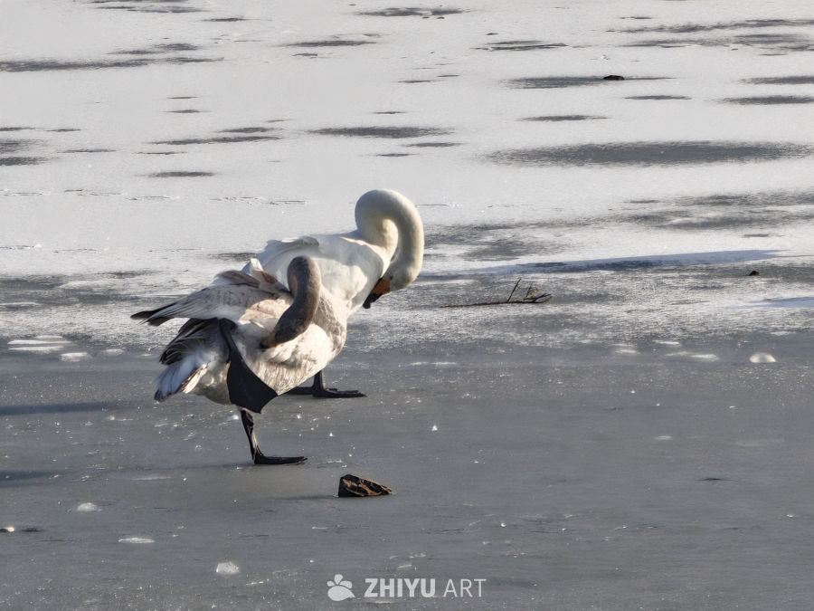 冰面上的优雅天鹅