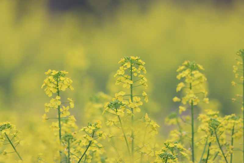 油菜花 4