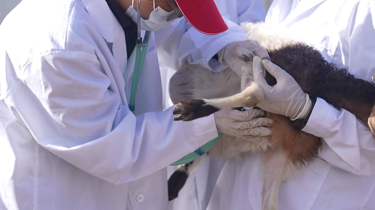 养殖场兽医防疫工作