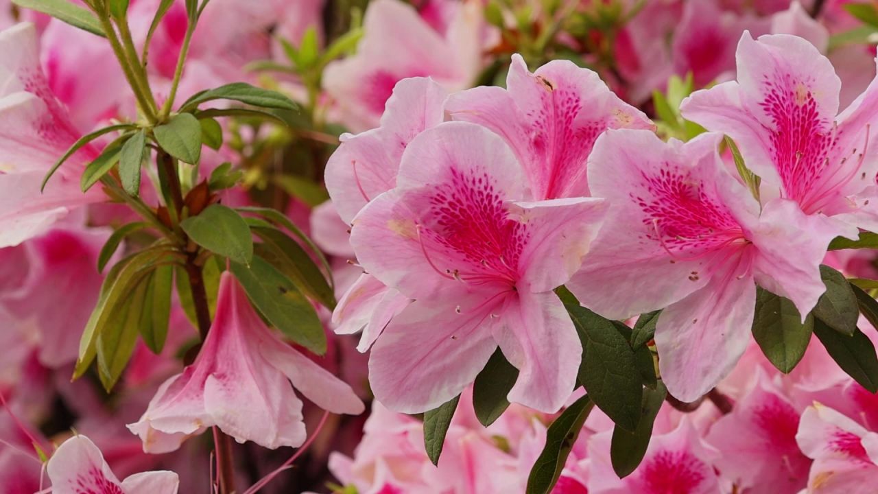 春暖花开杜鹃花盛开 7