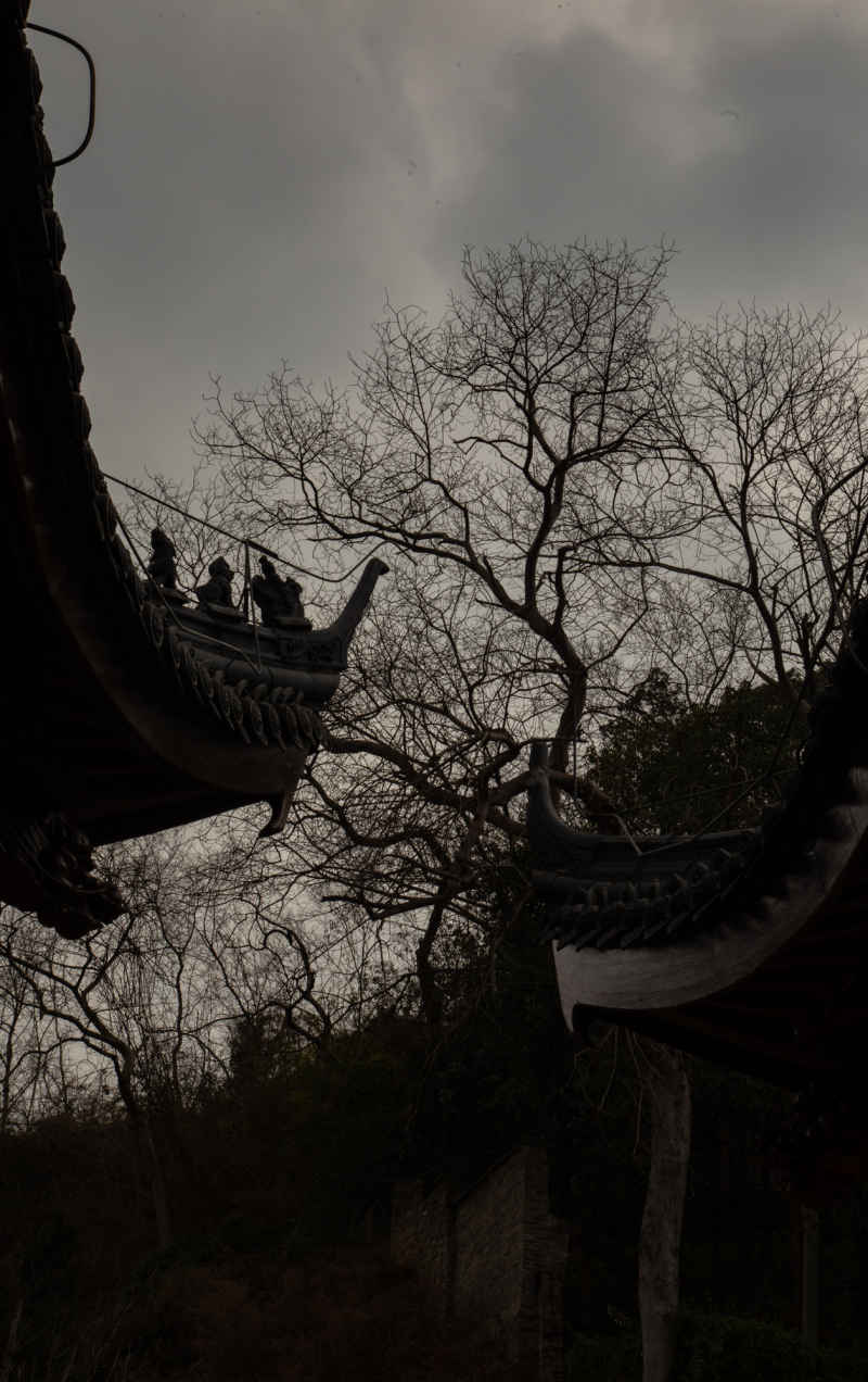 枯树