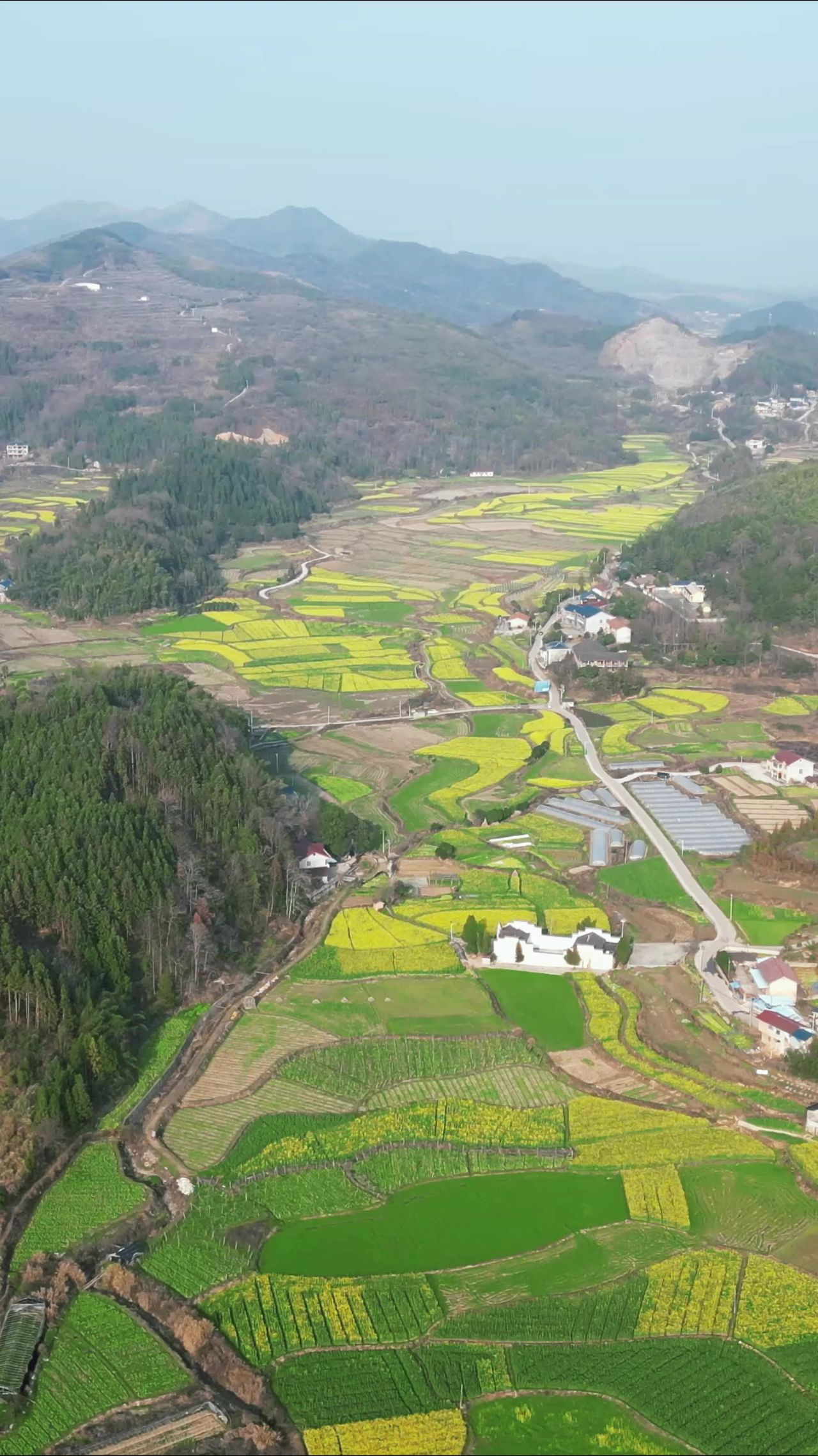 美丽乡村田园农业种植农作物竖屏航拍  