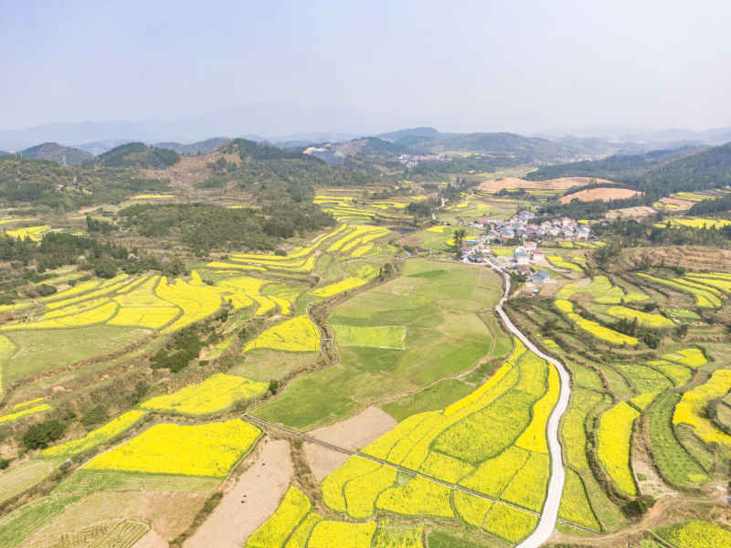 美丽乡村金黄油菜花盛开航拍摄影图 