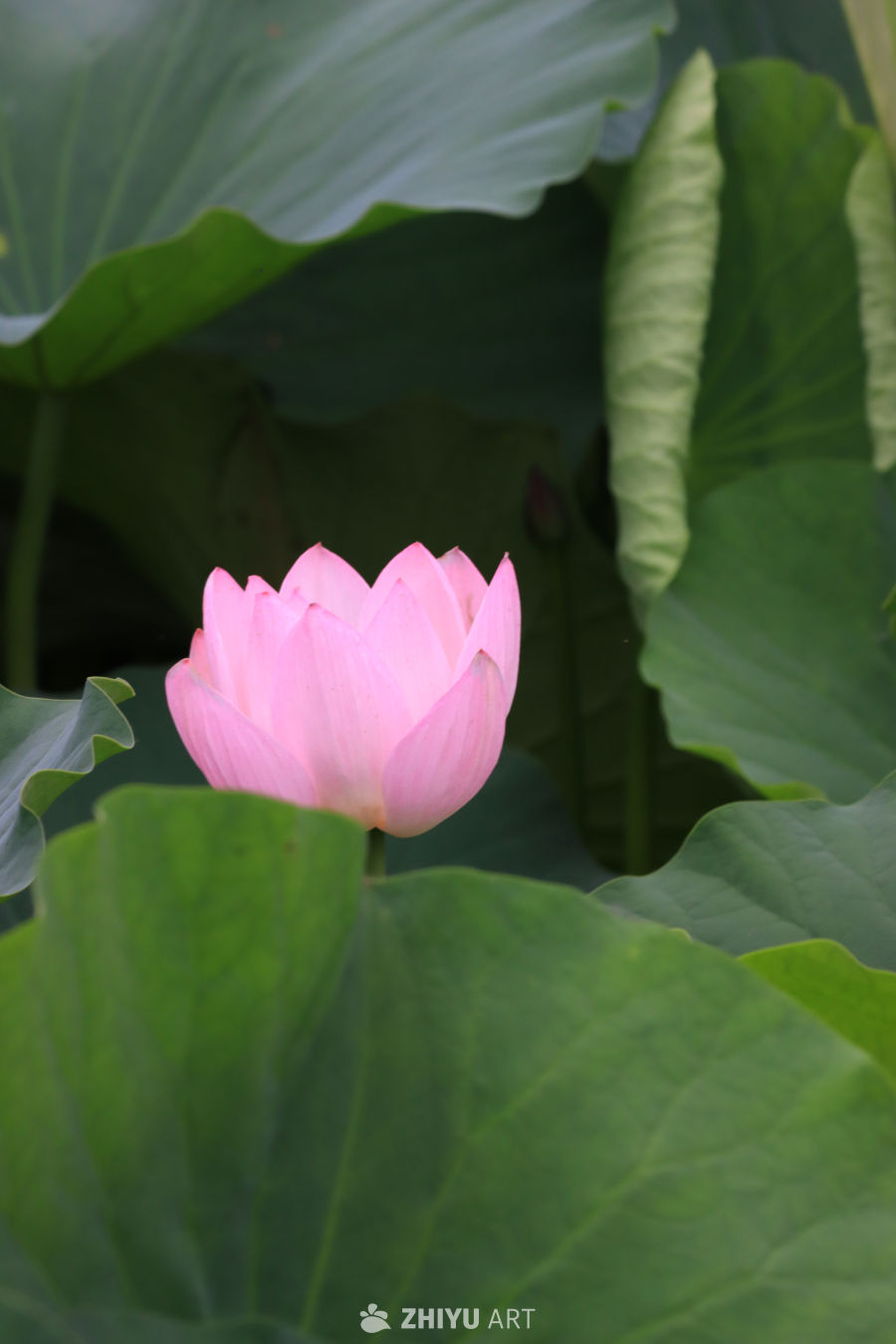 荷花 35