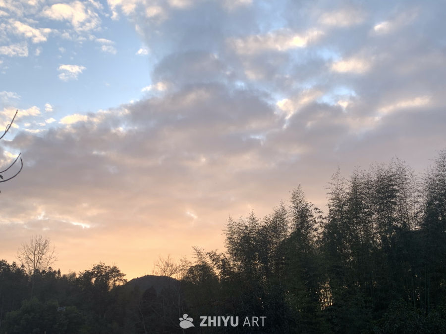 夕阳下的竹林