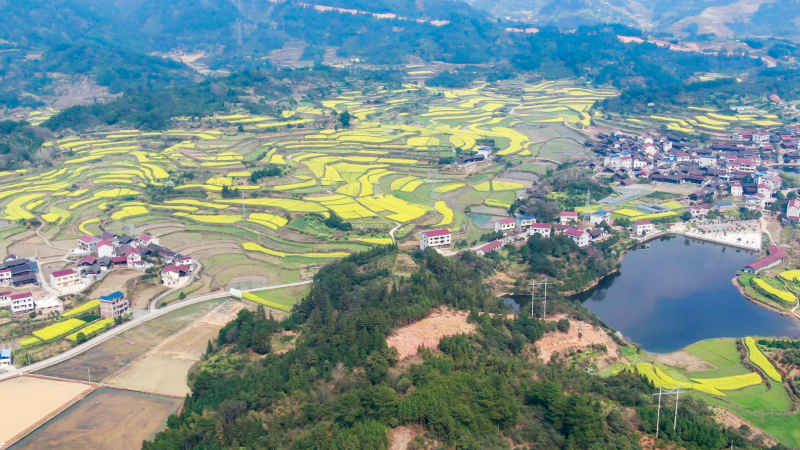 乡村田园金黄油菜花