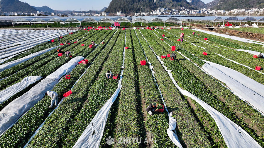 蔬菜种植基地  蔬菜菜心采收 2