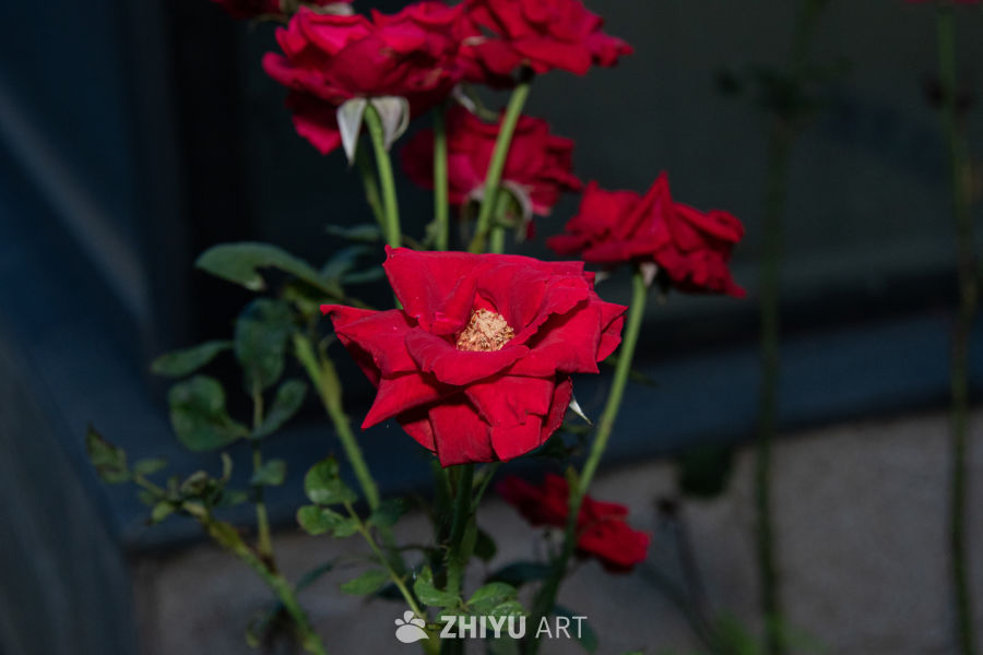中药材与药材花 8