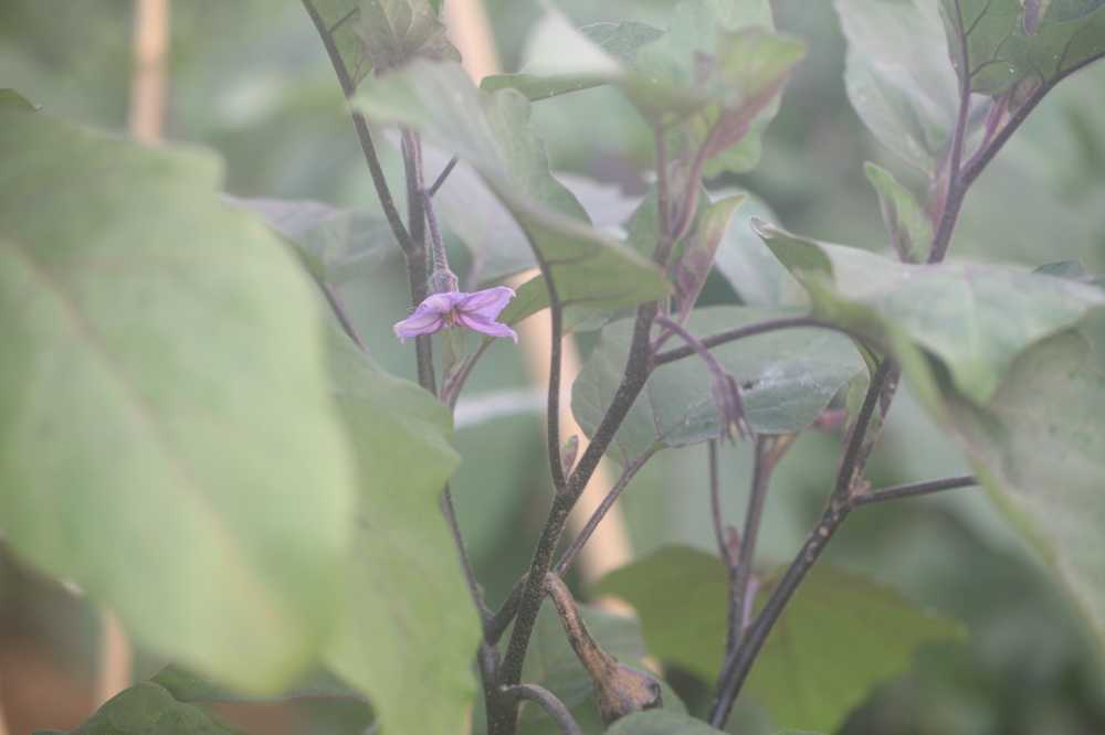 茄子花