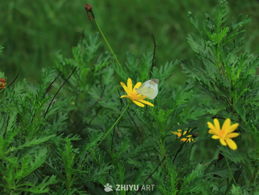 蝴蝶与黄花的和谐共舞