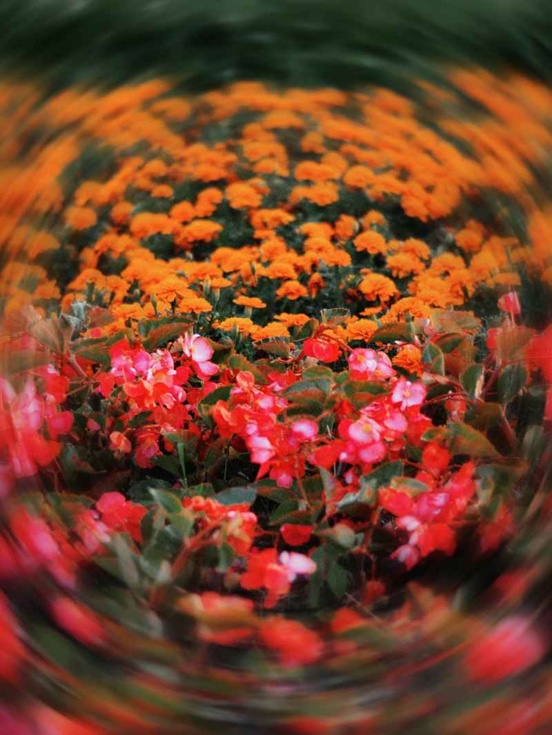 花海