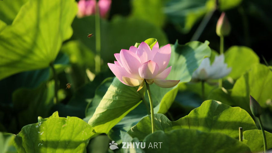 夏日荷花