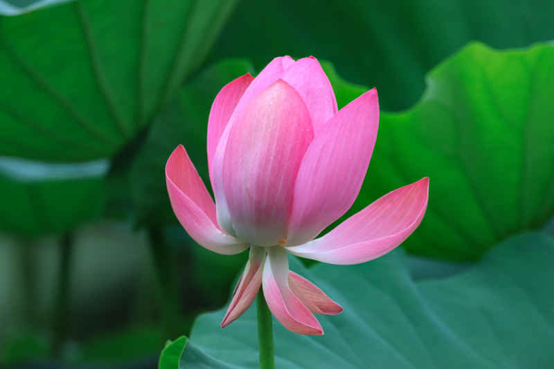 荷花 7