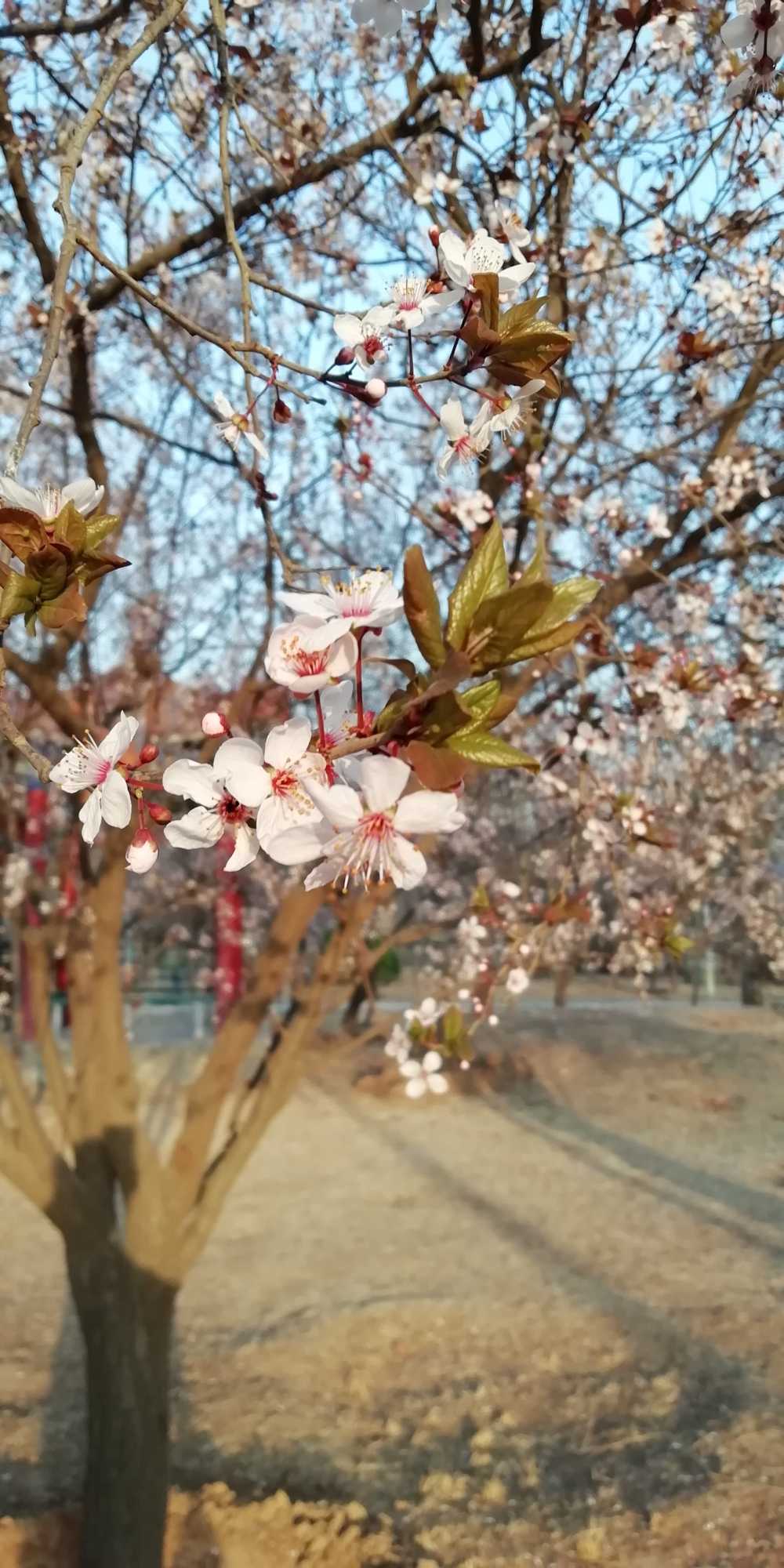 花