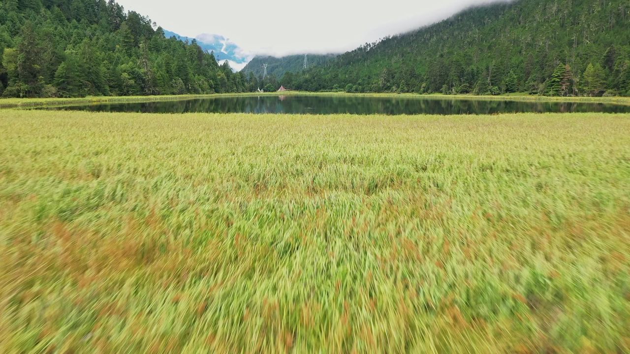 航拍秋天的波密嘎朗湖湿地风光