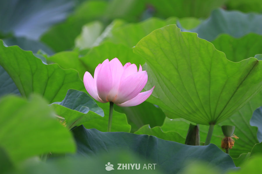 荷花 131