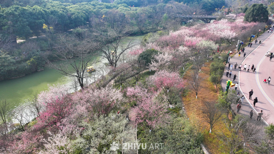 盛开的梅花  大美自然风景 5