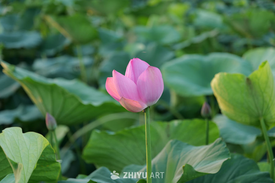荷花 15