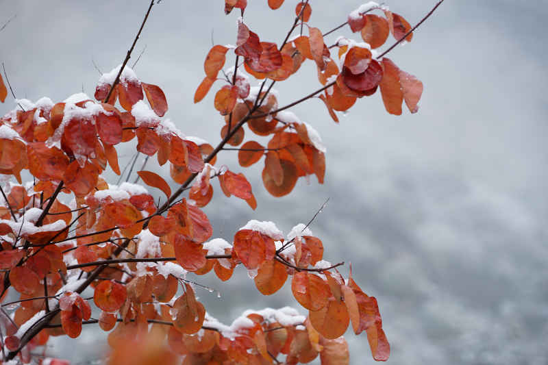 红叶顶雪