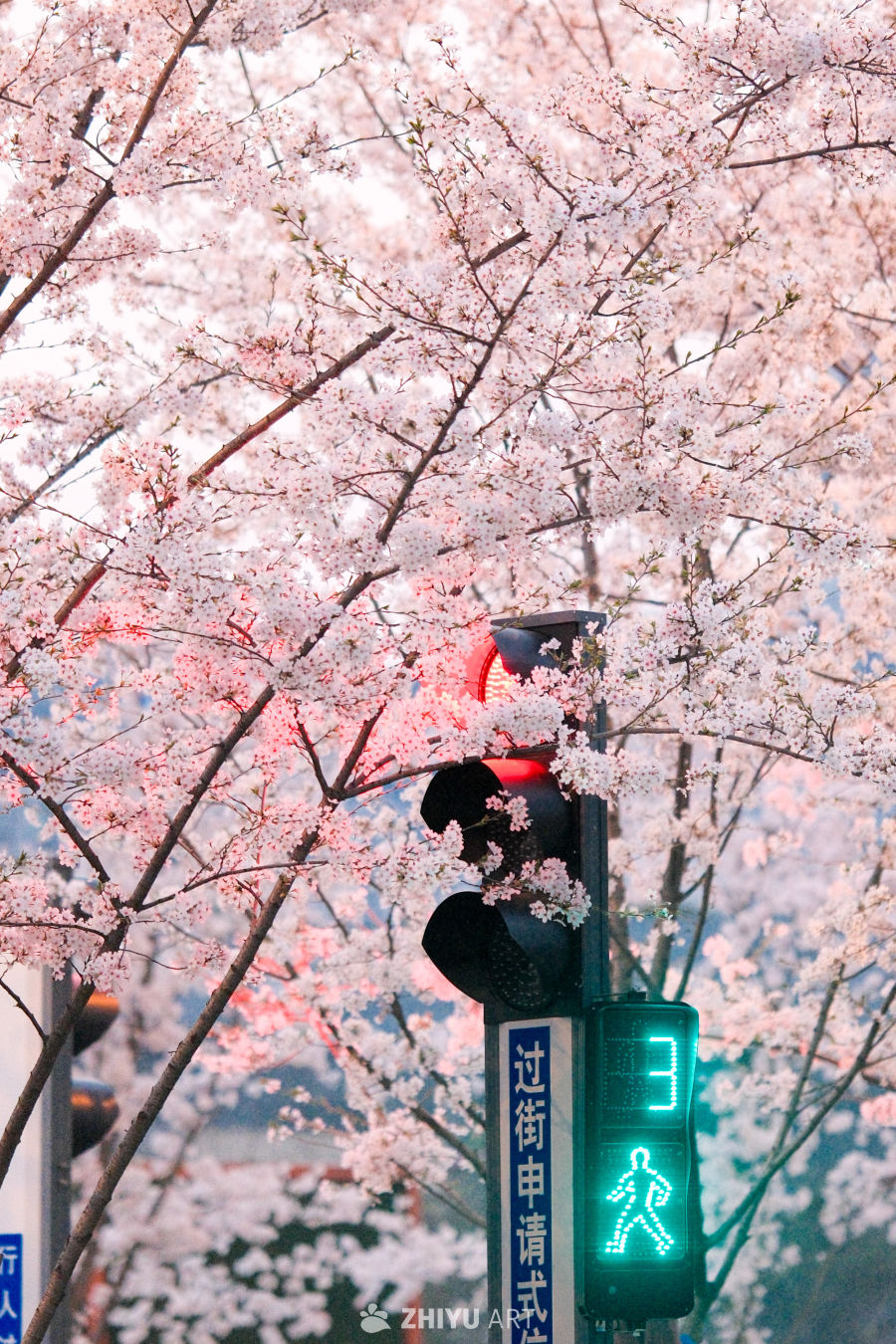 春与花 3