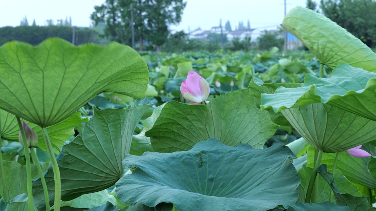 荷花 6