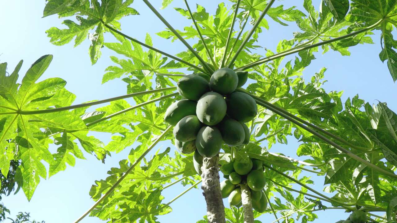 木瓜果实