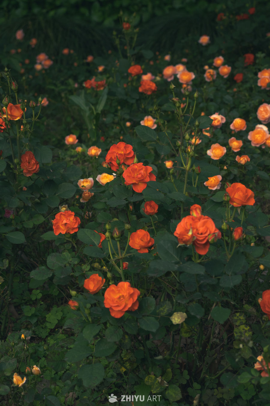 橙色玫瑰花园