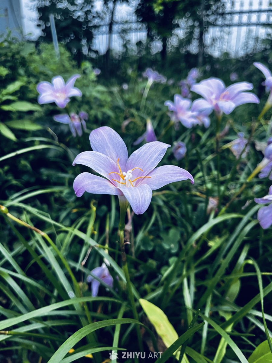 雨后花园的紫色花海