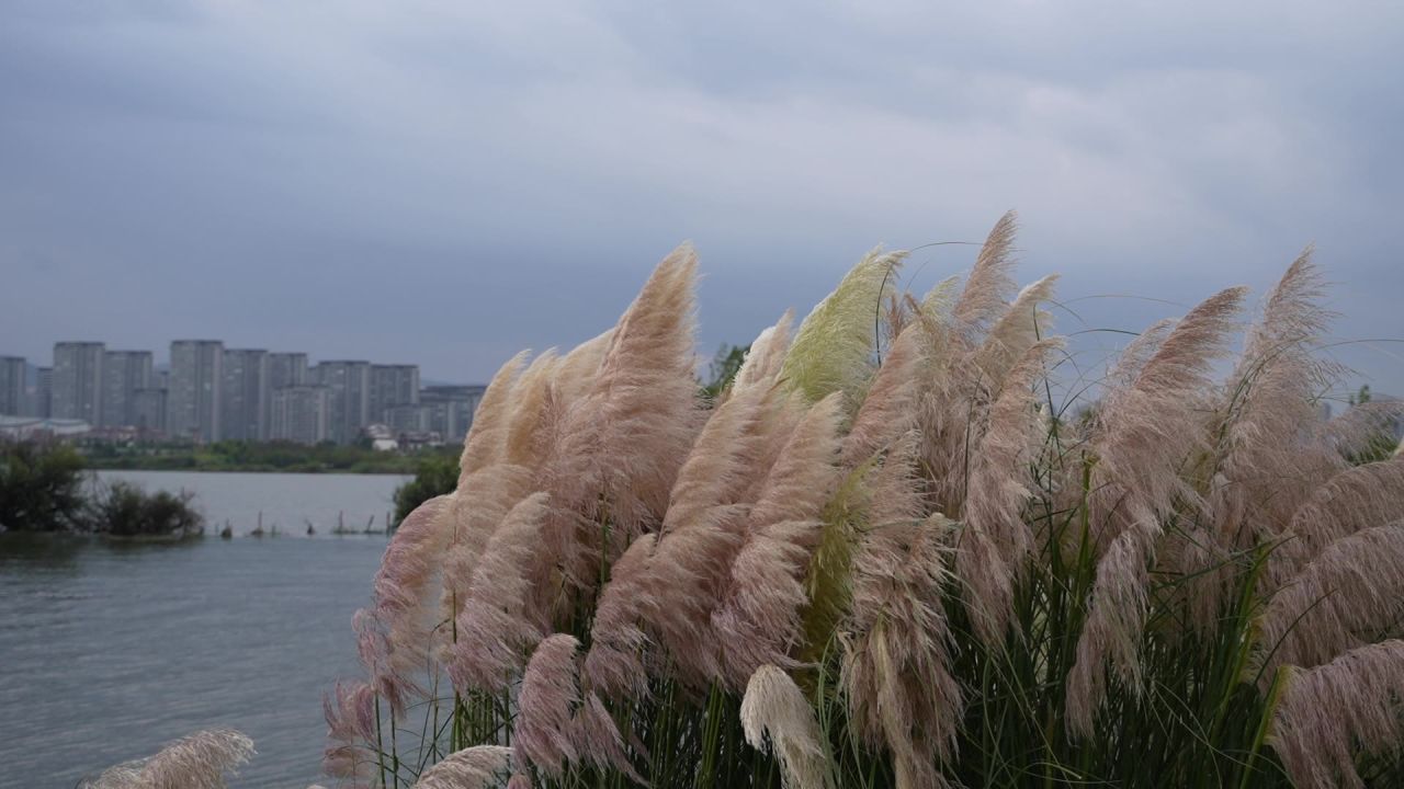 昆明草海湿地