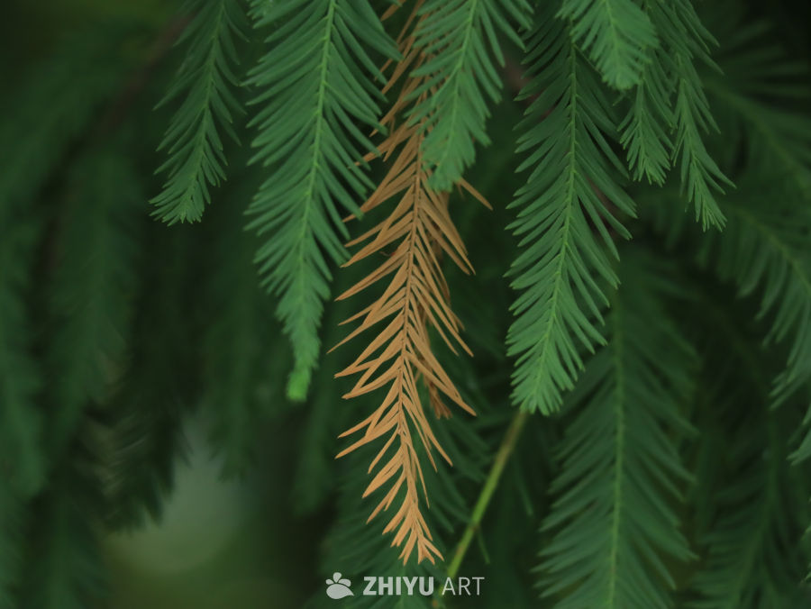 雨后的落羽杉树叶