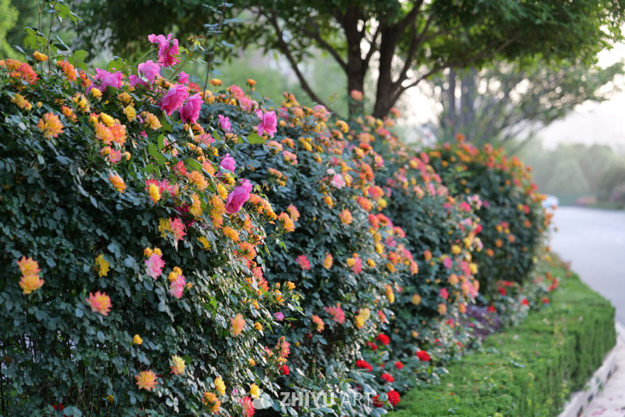 月季花 35