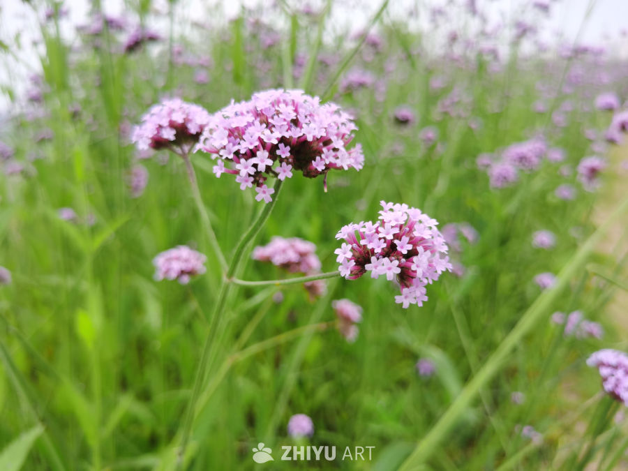 田野上粉红色开花植物的特写镜头