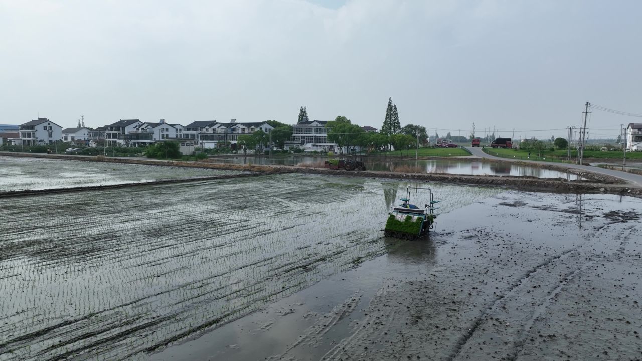 夏种插秧进行时