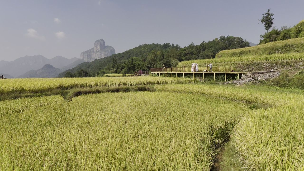 温州中雁荡山与梯田水稻 33