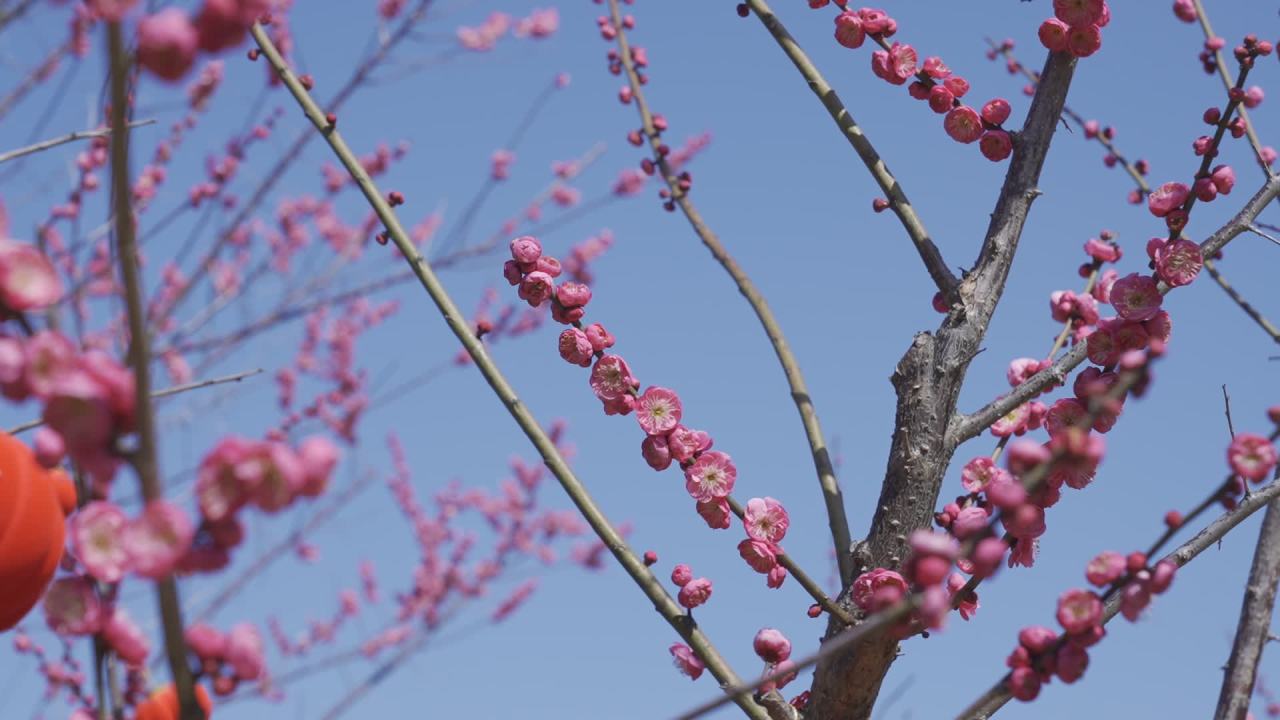 冬天的梅花 16