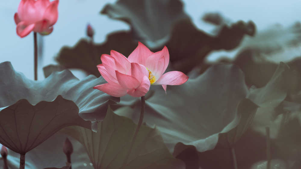 荷花