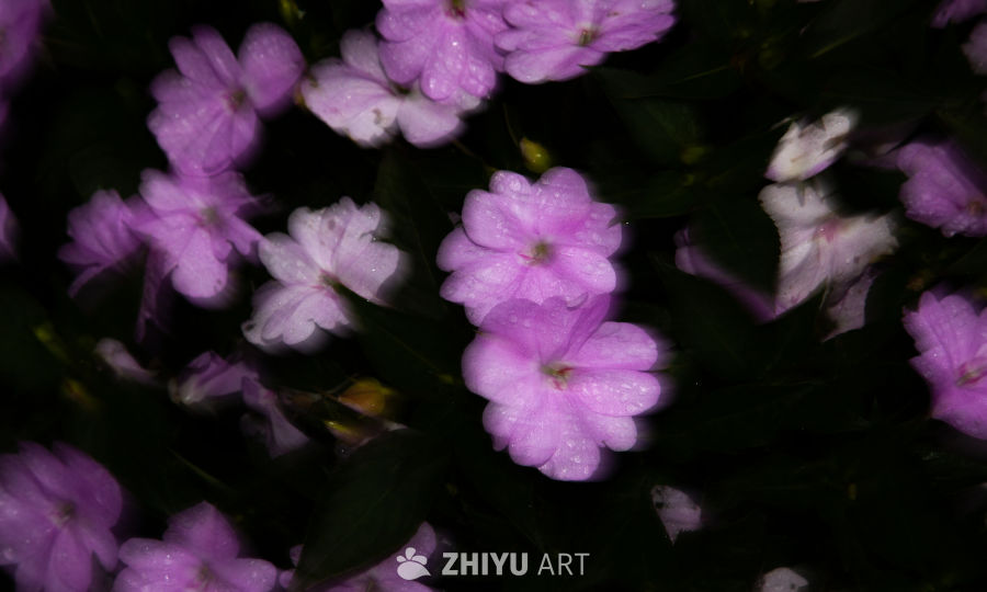花 1