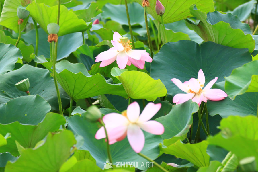 盛夏荷花 56
