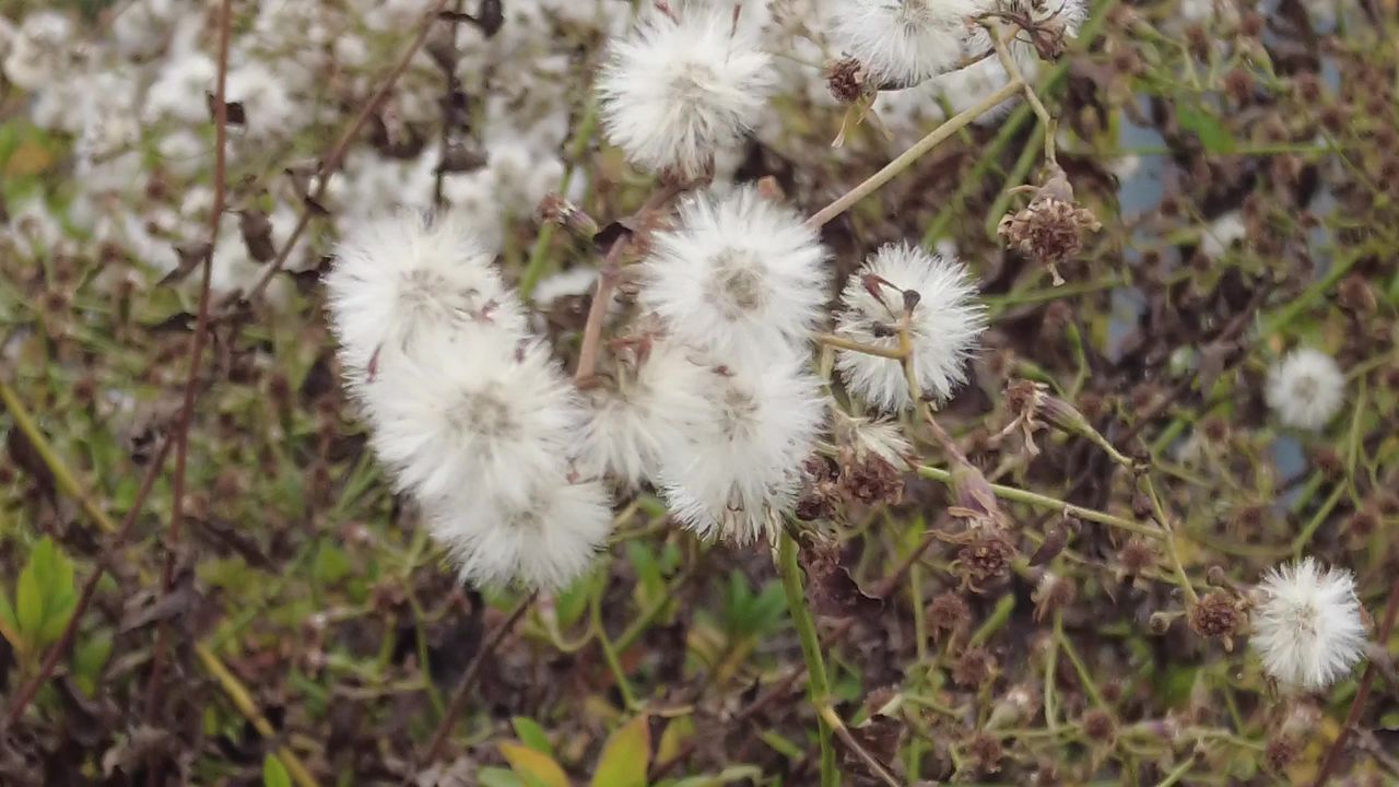 秋天 蒲公英 植物 实拍