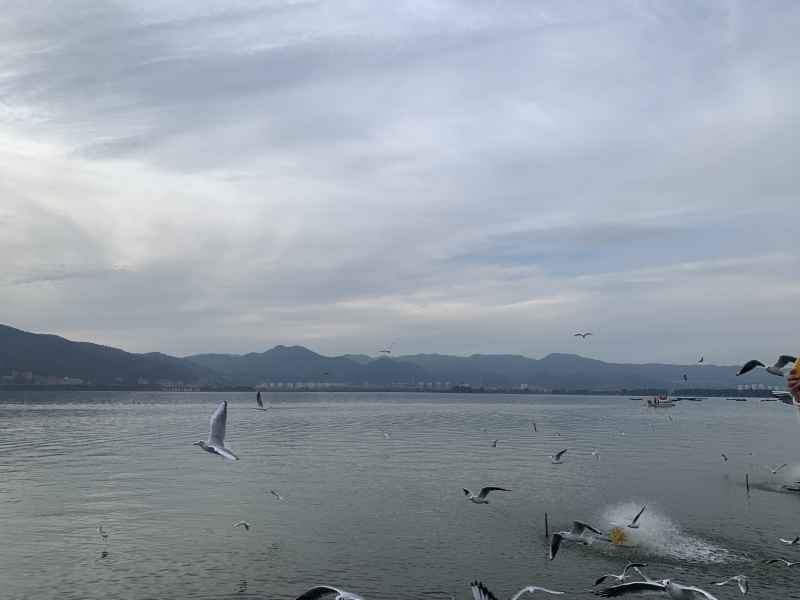 海鸥 9