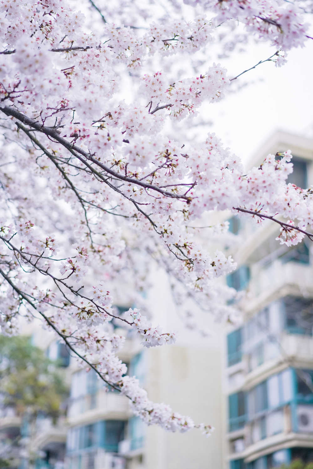 樱花季