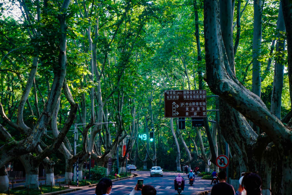 绿荫大道