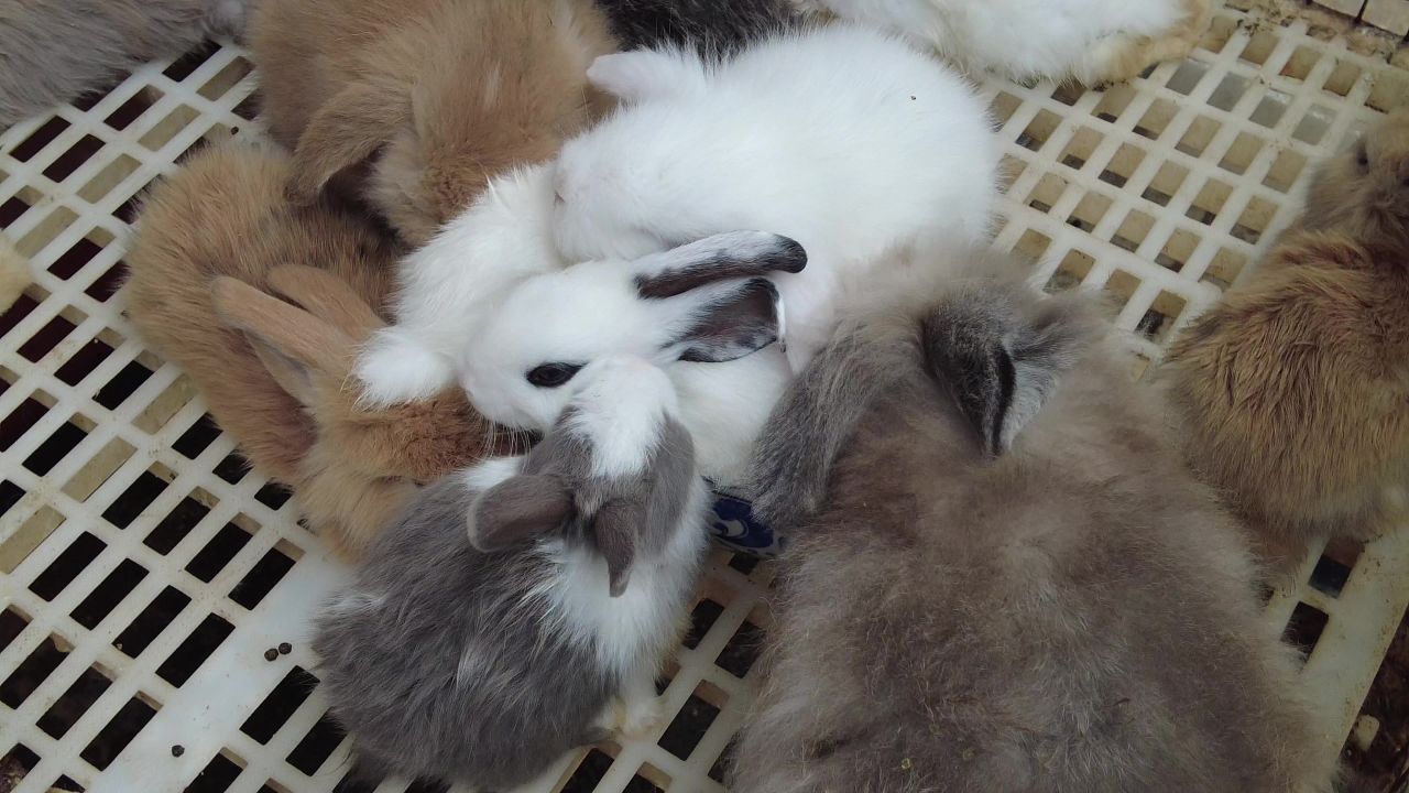 可爱动物 